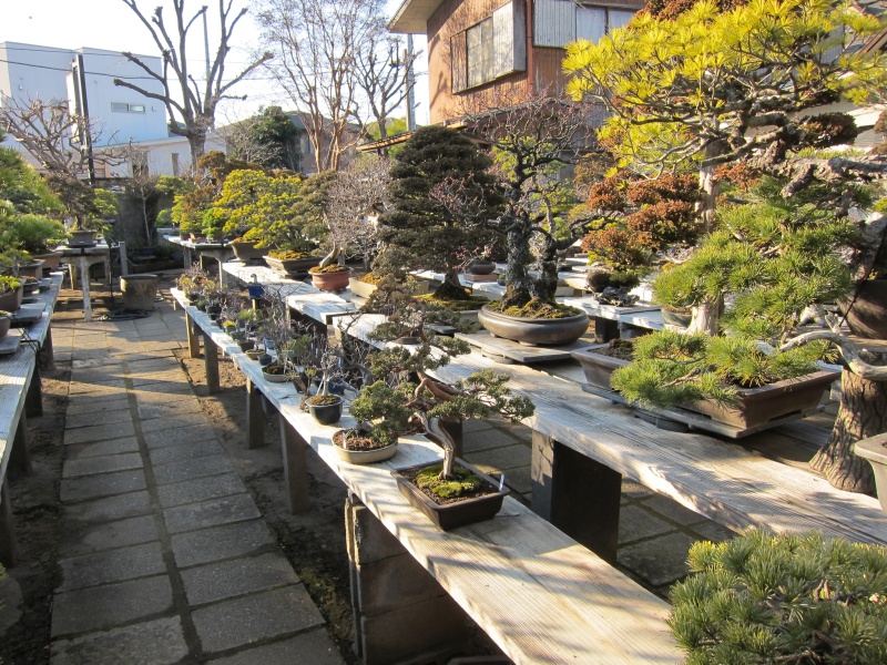 Bonsai Village - Artist Studio / Nursery Bonsai Village - Artist Studio / Nursery