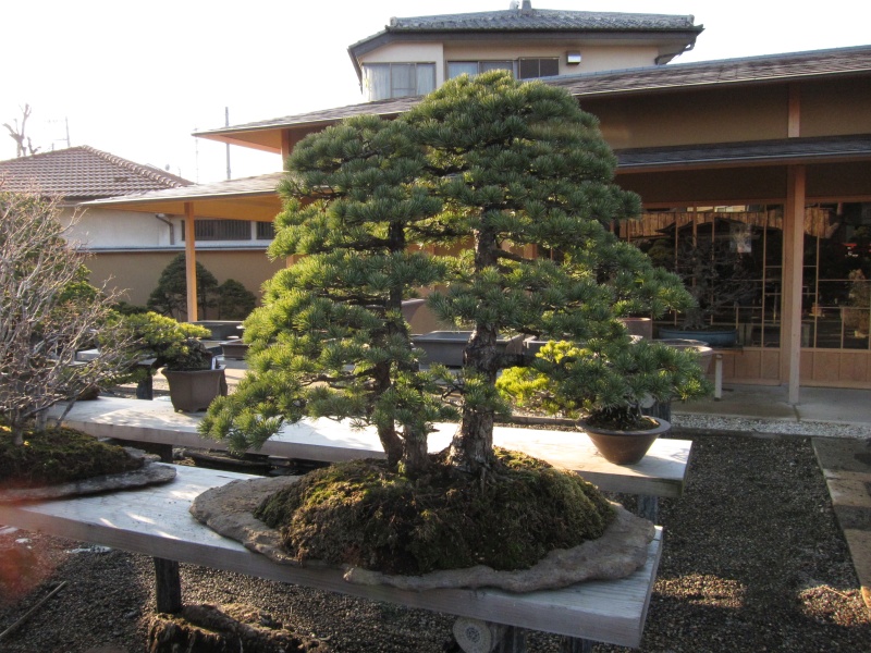 Bonsai Village - Bonsai Bonsai Village - Bonsai